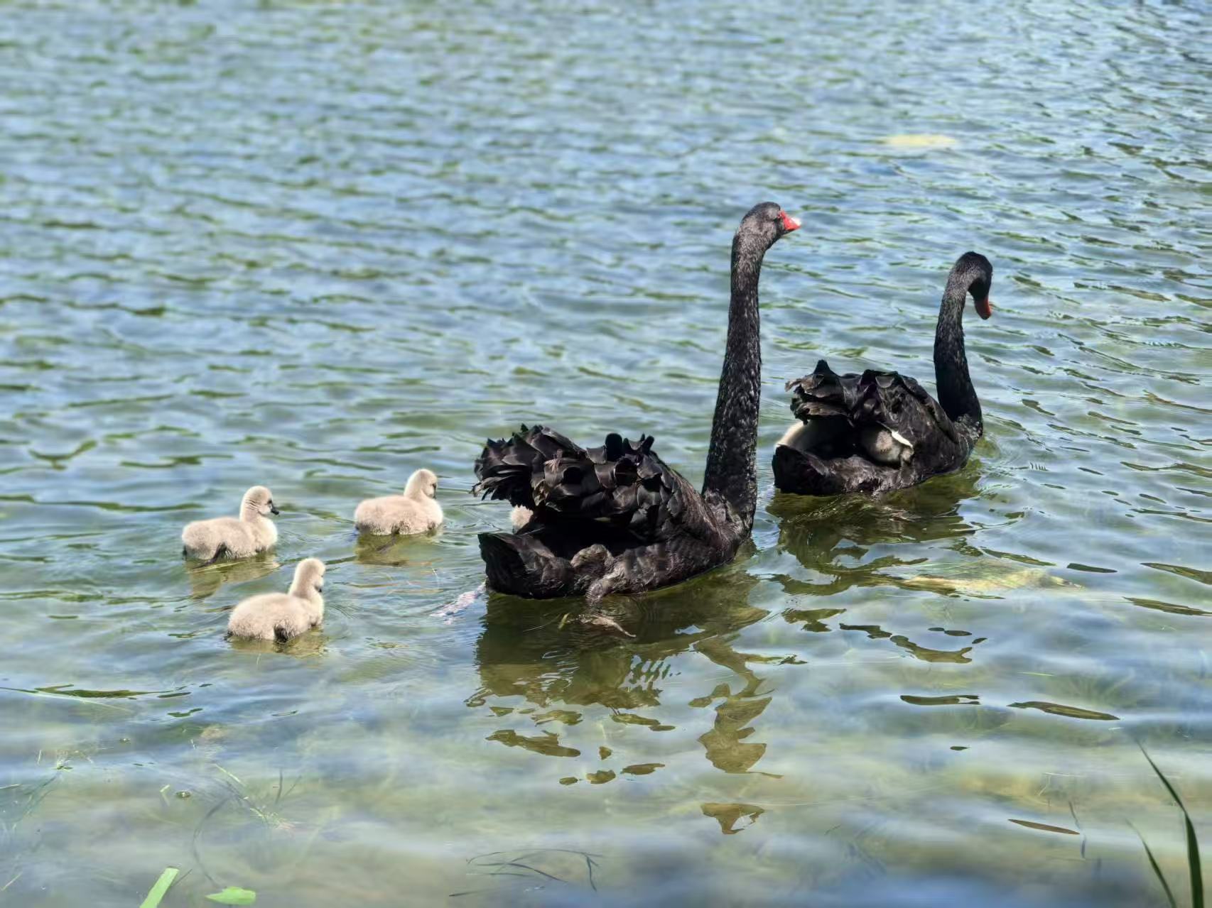 Swans on the Nanjing University campus